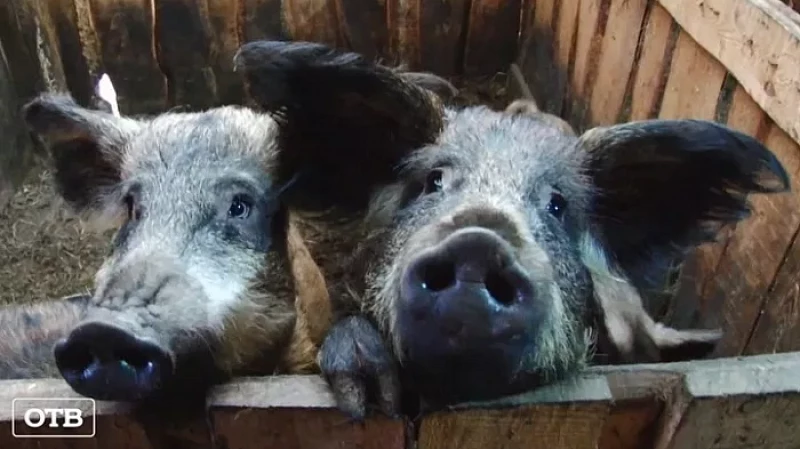 Чума свиней: хозяева животных, чьи фермы попадут в санитарную зону, получат денежную компенсацию