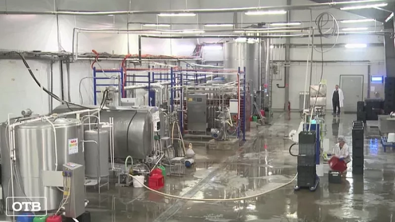 Натуральный продукт: Свердловская область входит в топ-10 российских регионов по производству молока