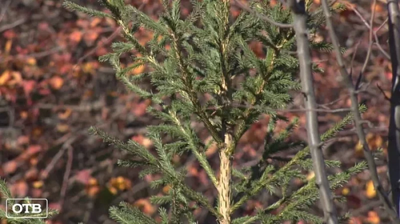 Около 2,5 тыс. деревьев и кустарников для лёгких Екатеринбурга