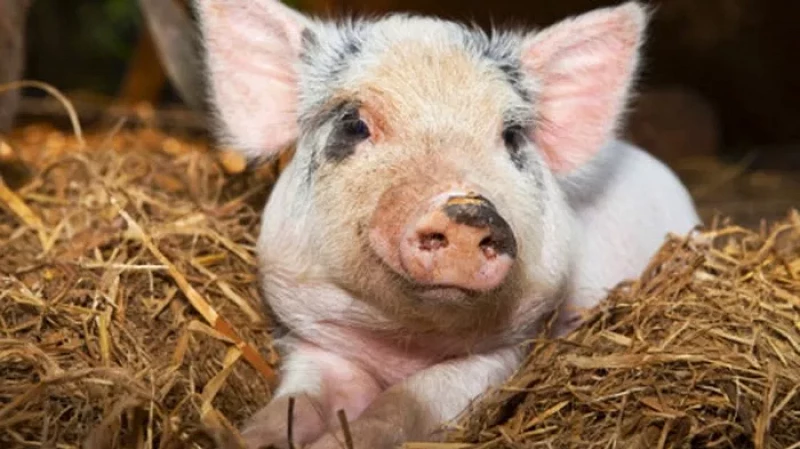 Под Камышловом обнаружена свалка чумных свиней