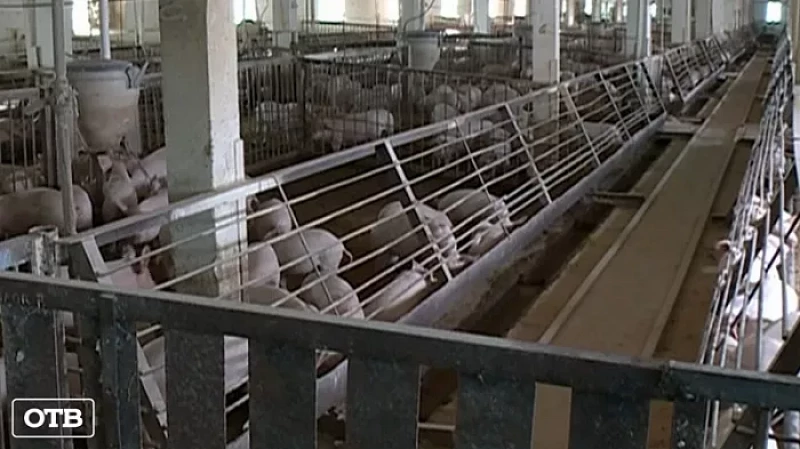 Ушли на изоляцию: на Урале зафиксирована вспышка африканской чумы