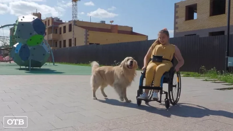 Они всегда рядом: на Урале создан уникальный проект по воспитанию собак-помощников