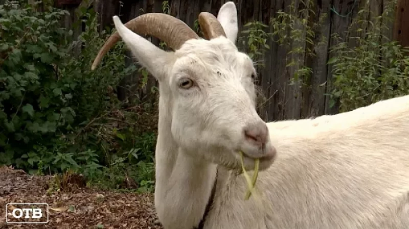 Верховный суд запретил садоводам разводить кур и коз на личных участках