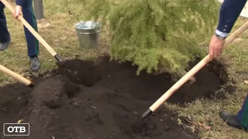 Прокуроры высадили у Дворца молодёжи в Екатеринбурге лиственничную аллею