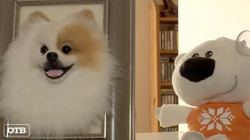 Картины, которые хочется гладить: екатеринбурженка делает портреты животных из шерсти