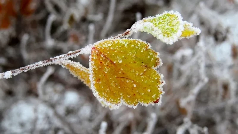 На Среднем Урале ожидаются заморозки до -2 градусов