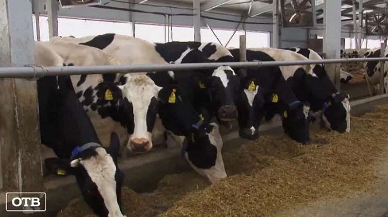 Ирбитские коровы живут в апартаментах премиум-класса