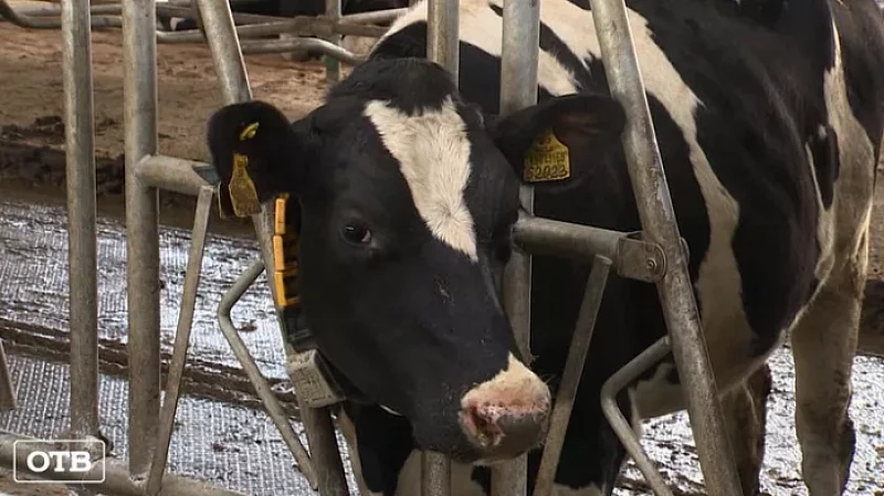 В Сажино открыли новую молочно-товарную ферму на 1800 голов