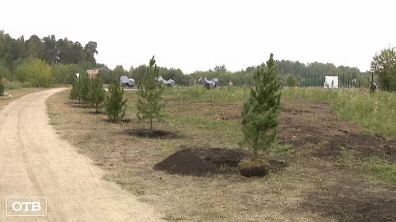 Ветеран Великой Отечественной войны высадил в Екатеринбурге кедровую аллею Славы