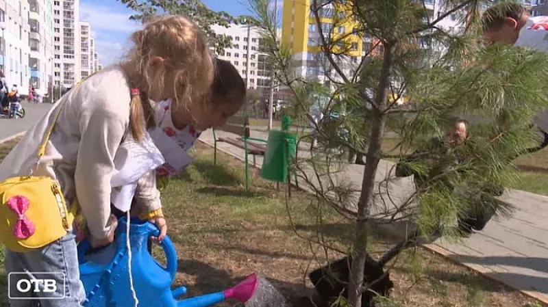 В Екатеринбурге в Академическом районе высадили 16 сибирских кедров