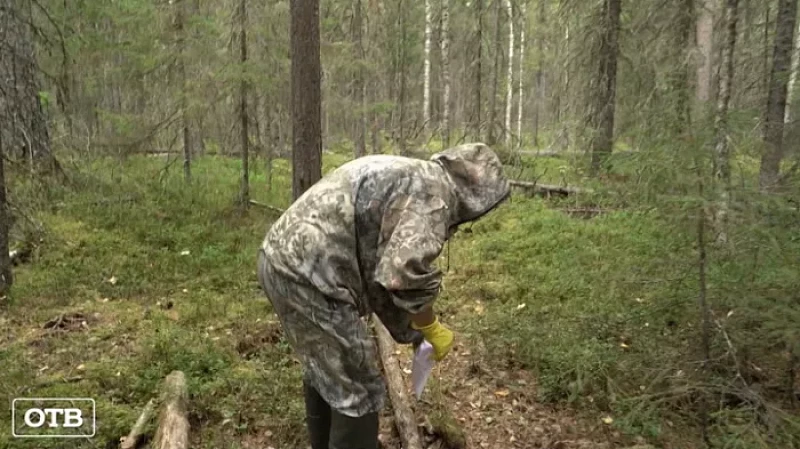 Сотрудники заповедника «Денежкин Камень» наблюдают за сезонным состоянием растений