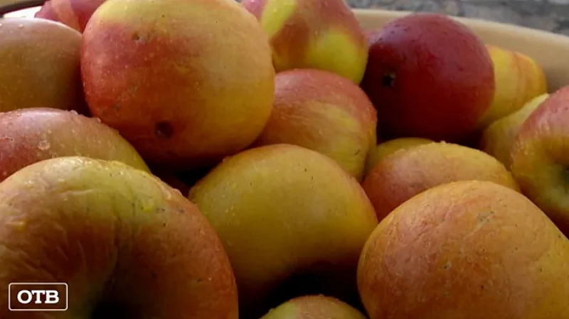 В Свердловской области православные верующие отмечают Яблочный спас