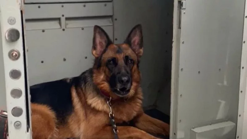 В Екатеринбурге полицейская собака помогла задержать подозреваемого в краже