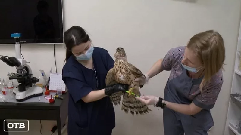 Жители Екатеринбурга спасли краснокнижного ястреба, который врезался в дом