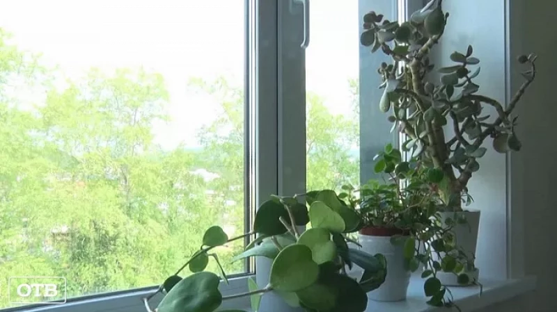 В Первоуральске пройдет акция по обмену комнатными растениями