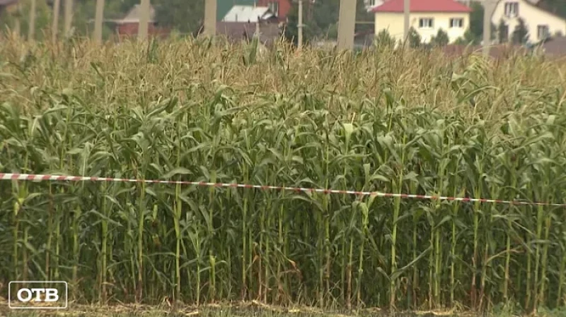 В Свердловской области проведут Всероссийский день поля