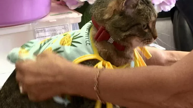 Бездомная кошка стала визитной карточкой салона-парикмахерской