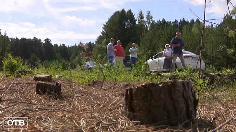 В Косулино на месте леса отсыпали дорогу для коттеджного поселка
