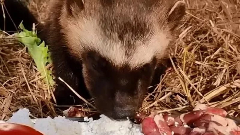 Основатель благотворительного фонда защиты животных привез на Урал двух росомах