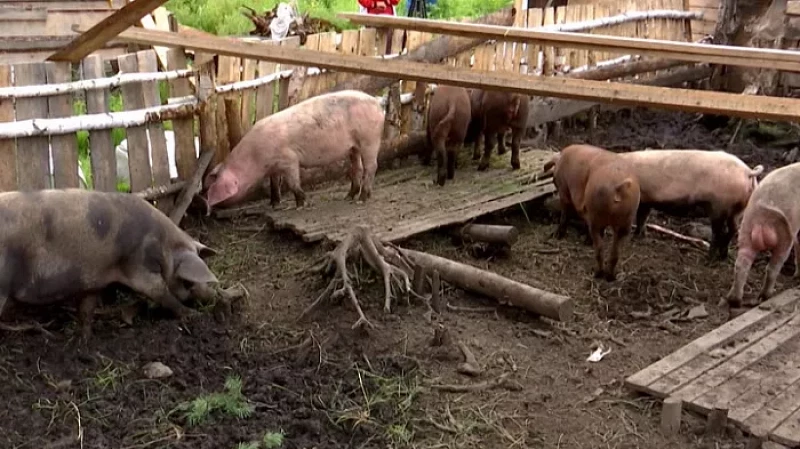 Жители Мостовского жалуются на бесхозный свинарник