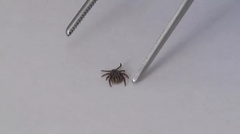 Более 30 тысяч свердловчан пострадали от укусов клещей