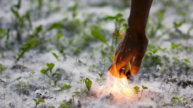 Евгений Куйвашев поручил избавить Екатеринбург от тополей