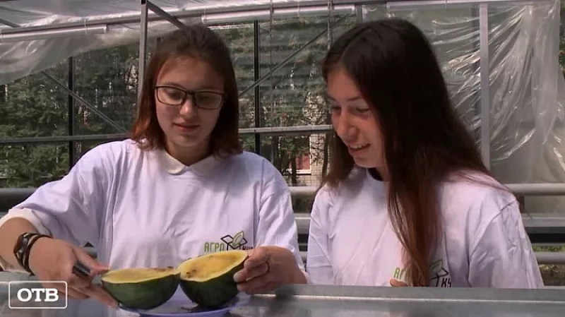 В Патрушах школьники занимаются микроклонированием картошки