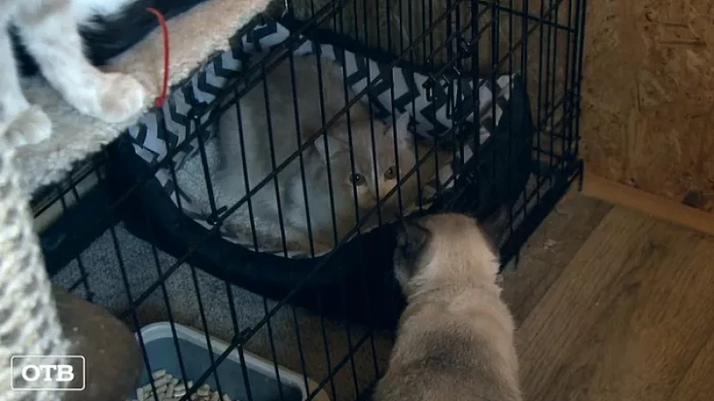В Госдуму внесен законопроект о штрафах до 30 тысяч рублей за выброшенных питомцев