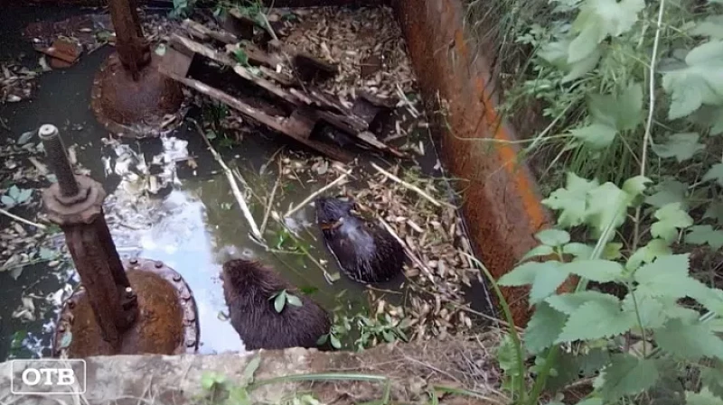 В Белоярском поселке зоозащитники спасли парочку бобров