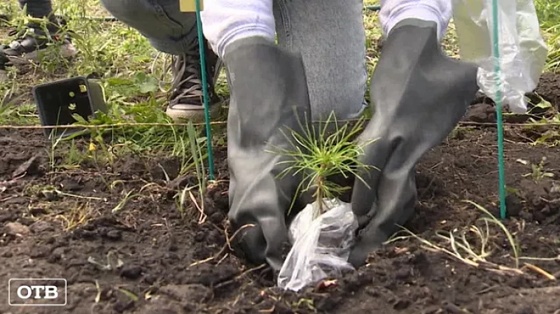 Уральские студенты проводят экологический эксперимент