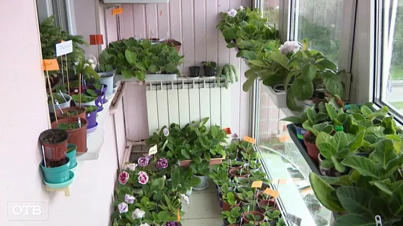 Жительница Екатеринбурга установила теплицу на крыше многоэтажки