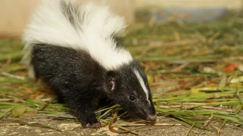Все на букву «М»: у скунсов в Екатеринбургском зоопарке появились шесть малышей