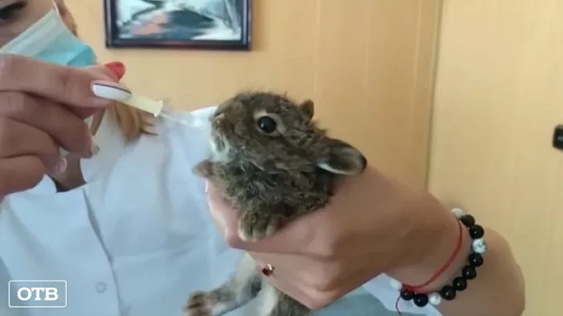 Осужденные колонии под Первоуральском спасли зайчонка