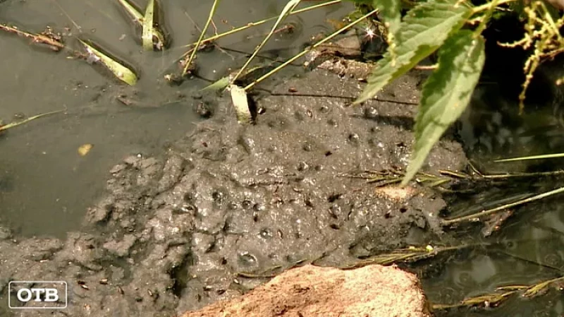 Жители посёлка Лосиного жалуются на сточные воды в водоеме поселка