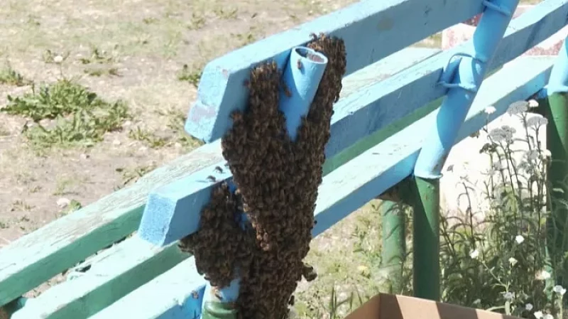 Опасное соседство: в Каменске-Уральском на детской площадке поселился рой пчел