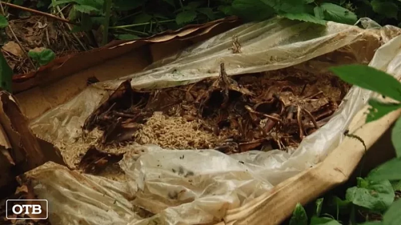 В садовом товариществе на окраине Екатеринбурга обнаружили свалку протухшей курицы