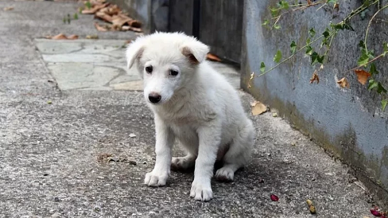 Собаки умирали: на Урале женщина выдавала больных дворняг за породистых животных
