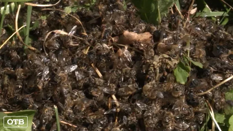 Картофель vs мёд: на Урале владельцы пасек жалуются, что у них массово гибнут пчелы