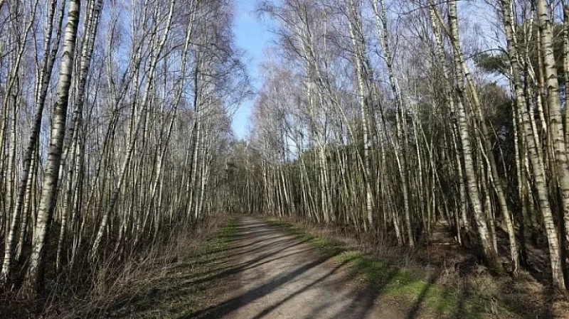 На Урале женщину насмерть задавило упавшей берёзой