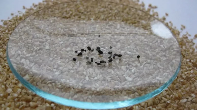 На Урале в крупе обнаружили примеси металла