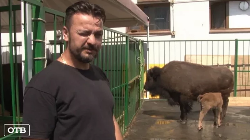 В Екатеринбургском цирке родился канадский бизон