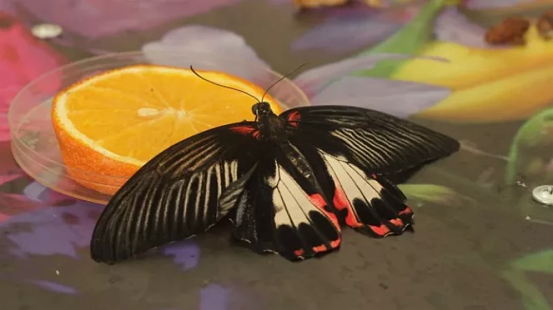 В Екатеринбургском зоопарке впервые открылся «Парк бабочек»