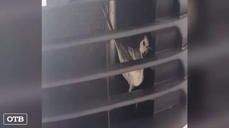 Житель Екатеринбурга обнаружил за решеткой радиатора своего автомобиля птицу