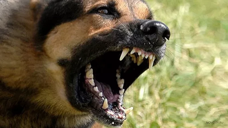 Мэрия Североуральска заплатит 25 тысяч рублей за нападение бездомных собак на подростка