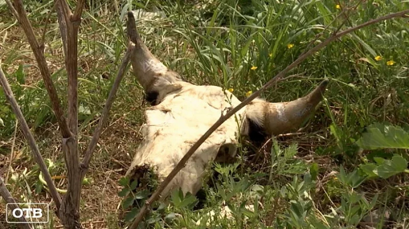 В коттеджном поселке Екатеринбурга обнаружили свалку мертвых животных