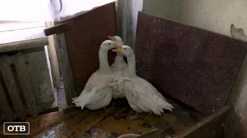 Жительница Режа содержит в квартире на пятом этаже птичью ферму