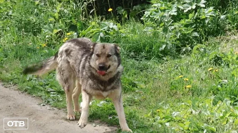 Жители Среднеуральска считают, что неизвестные на окраине города отстреливают дворняг
