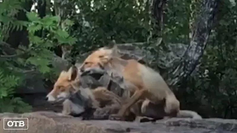 В Шарташском лесопарке две лисы вышли к людям