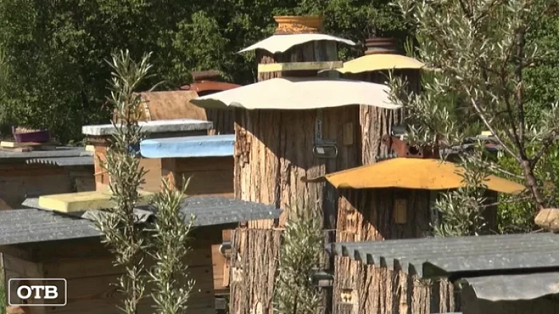 Житель деревни Голенищево уже больше 10 лет развивает бортничество