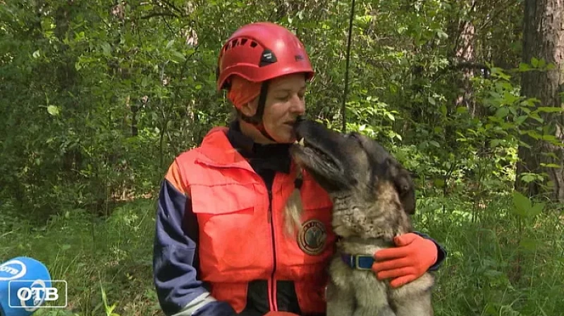 В Екатеринбурге проходит учебно-тренировочный сбор кинологических расчетов МЧС УрФО